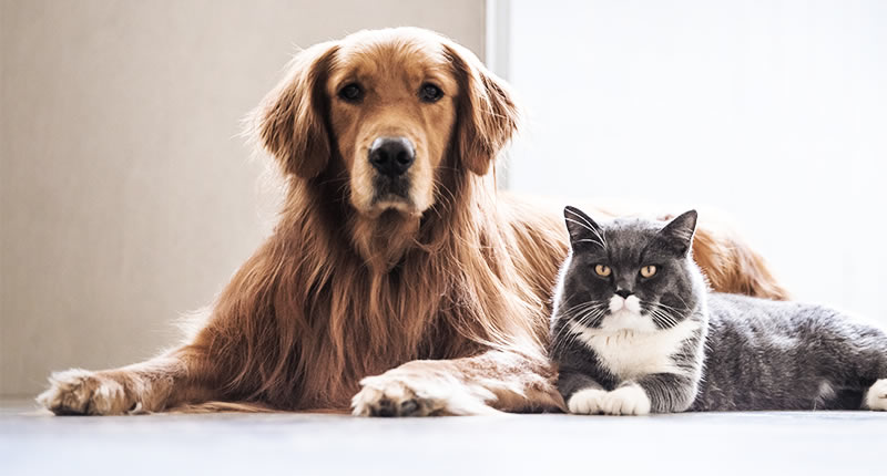 Pets can be safely transported too upon discussion.